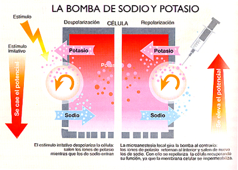 bomba de sodio y potasio